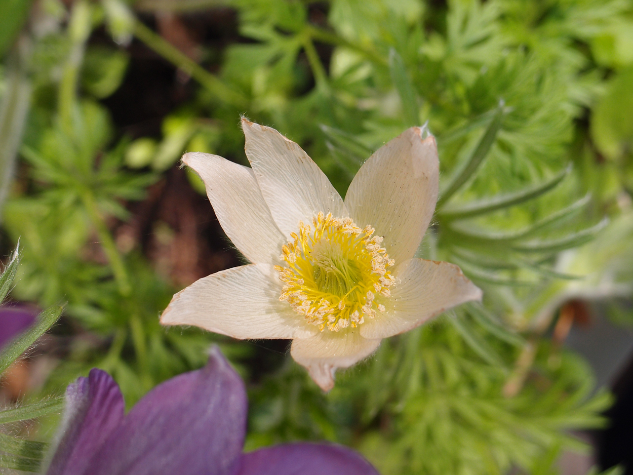 2019-04-24 wendel - der Garten